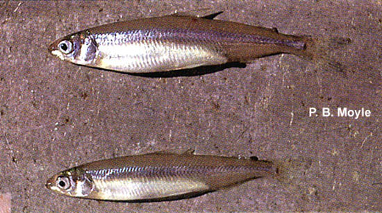 越洋公鱼(Hypomesus transpacificus)