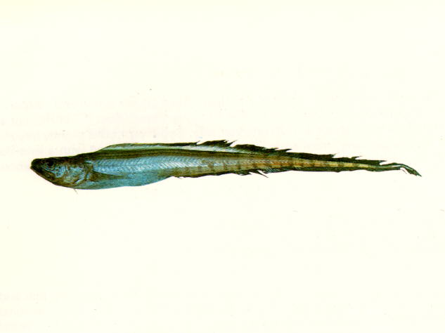犬齿下肋鼬鳚(Hypopleuron caninum)