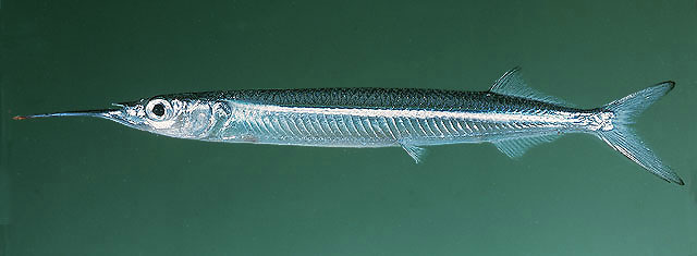 红海下鱵鱼(Hyporhamphus gamberur)