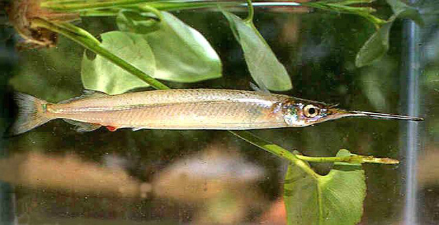 墨西哥下鱵鱼(Hyporhamphus mexicanus)