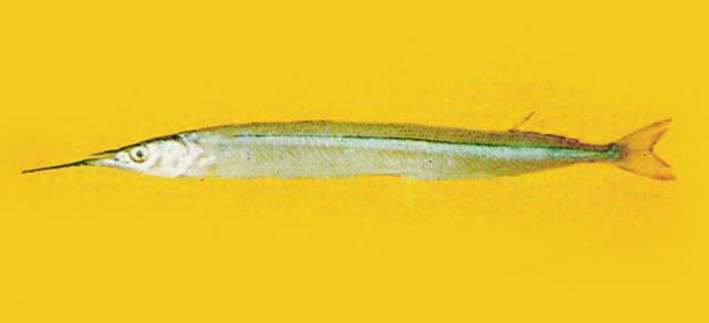 日本下鱵鱼(Hyporhamphus sajori)