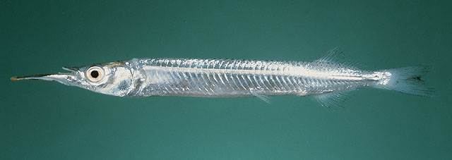 下鱵鱼(Hyporhamphus sindensis)