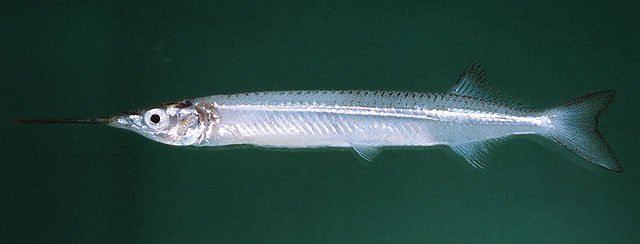 单峰齿下鱵鱼(Hyporhamphus unicuspis)