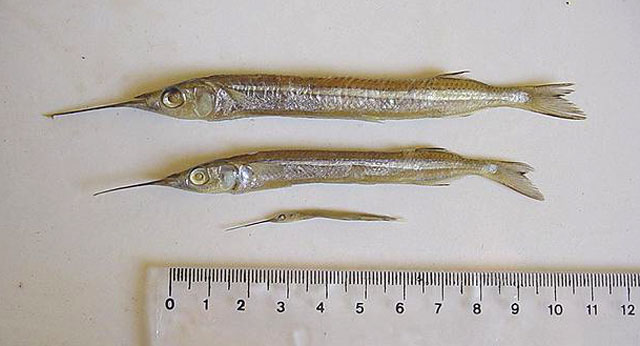 横带下鱵鱼(Hyporhamphus unifasciatus)