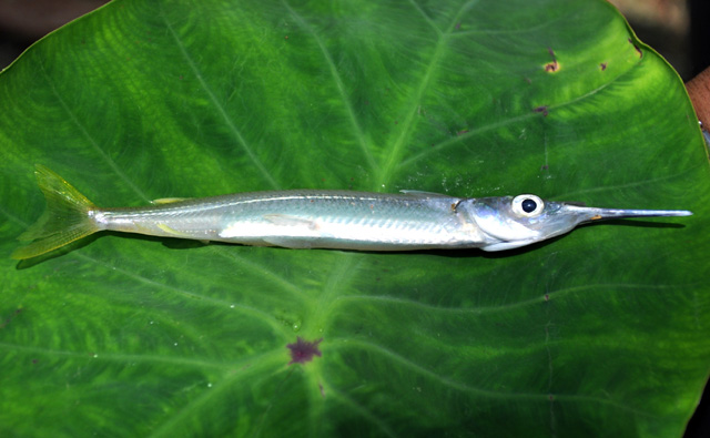 黄鳍下鱵鱼(Hyporhamphus xanthopterus)