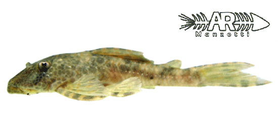 黑斑下口鲇(Hypostomus nigromaculatus)