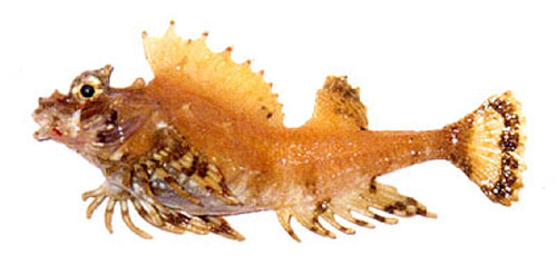 四隅高体八角鱼(Hypsagonus quadricornis)