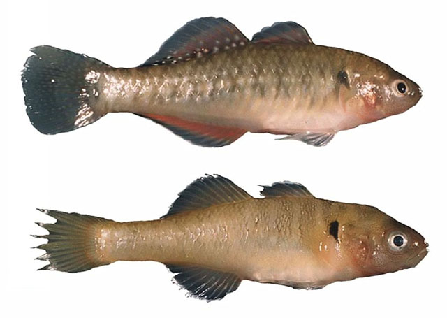 金色黄黝鱼(Hypseleotris aurea)