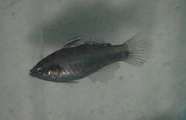 似鲤黄黝鱼(Hypseleotris cyprinoides)
