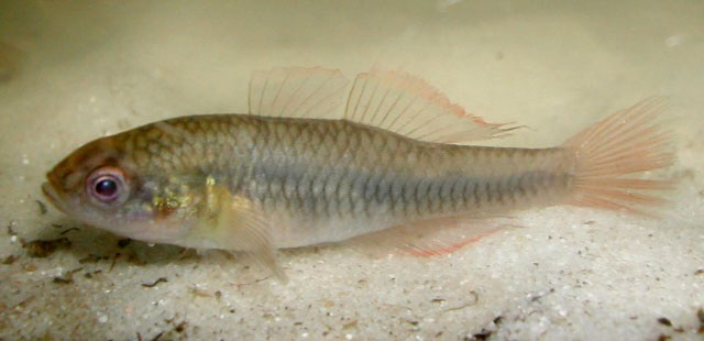 盖氏黄黝鱼(Hypseleotris galii)