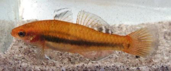托希黄黝鱼(Hypseleotris tohizonae)