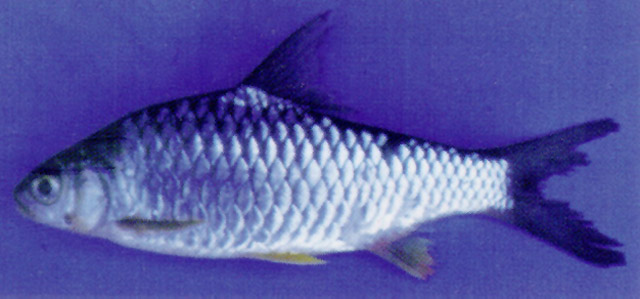 高体高须鱼(Hypsibarbus pierrei)