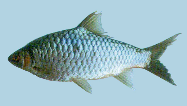 萨尔温江高须鱼(Hypsibarbus salweenensis)