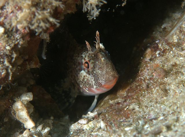 海湾高鳚(Hypsoblennius gentilis)