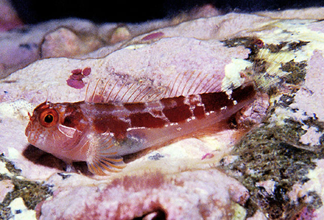始祖高鳚(Hypsoblennius proteus)