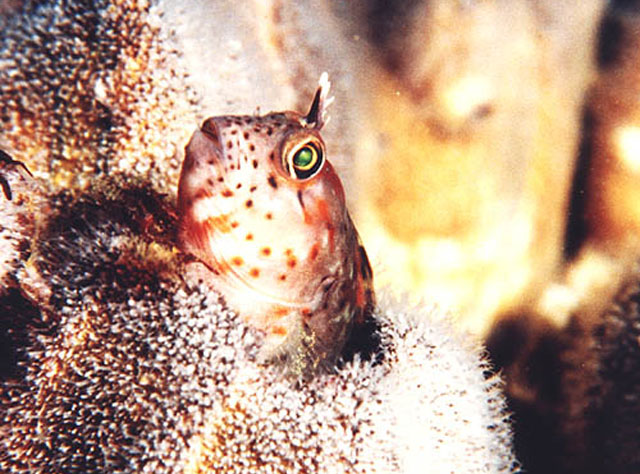 污斑高鳚(Hypsoblennius sordidus)