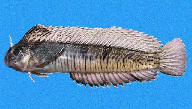 条纹高鳚(Hypsoblennius striatus)