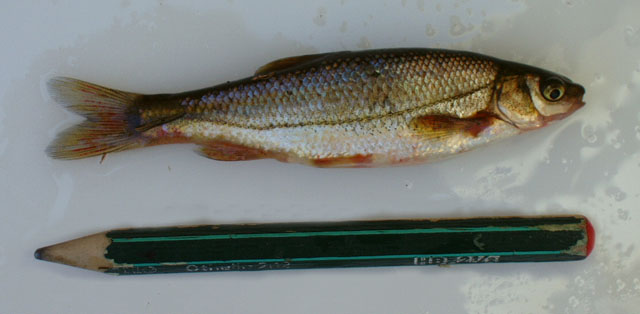 阿氏伊比利亚软口鱼(Iberochondrostoma almacai)