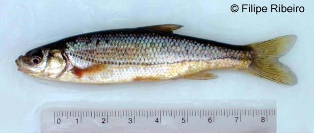 伊比利亚软口鱼(Iberochondrostoma lusitanicum)