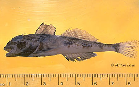 黄颌拟冰杜父鱼(Icelinus quadriseriatus)