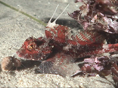 斑鳍拟冰杜父鱼(Icelinus tenuis)