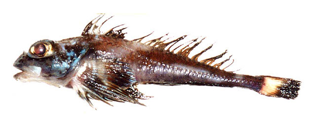 贝氏冰杜父鱼(Icelus perminovi)
