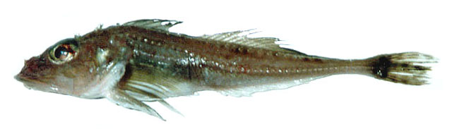 锯棘冰杜父鱼(Icelus spiniger)