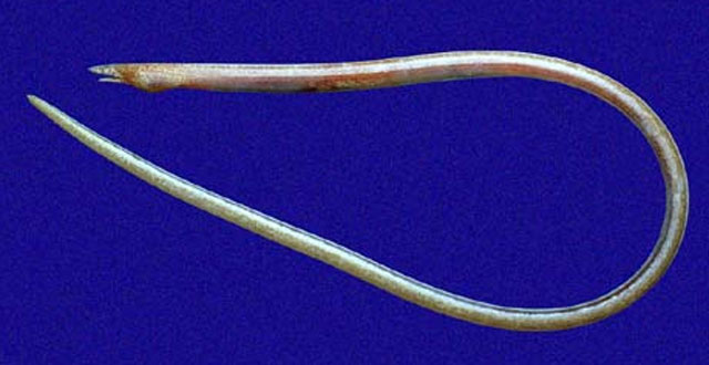 光明小眼蛇鳗(Ichthyapus selachops)