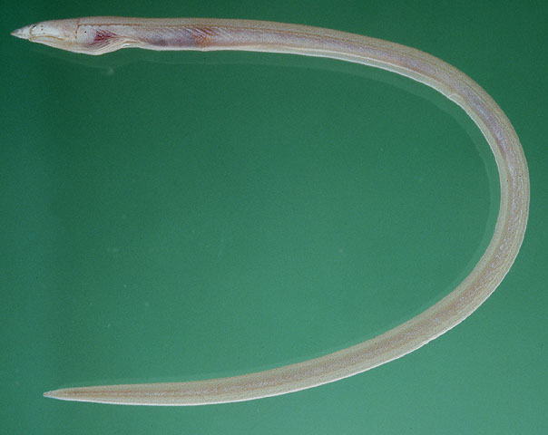 大口小眼蛇鳗(Ichthyapus vulturis)