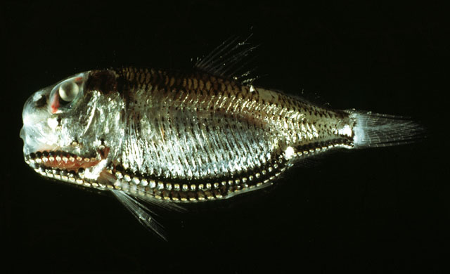 卵圆颌光鱼(Ichthyococcus ovatus)