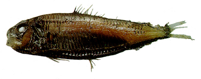 波氏颌光鱼(Ichthyococcus polli)
