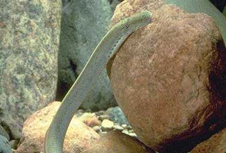 俄亥俄鱼吸鳗(Ichthyomyzon bdellium)