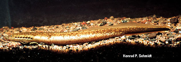 北美鱼吸鳗(Ichthyomyzon fossor)