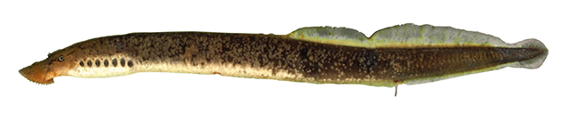 格氏鱼吸鳗(Ichthyomyzon greeleyi)