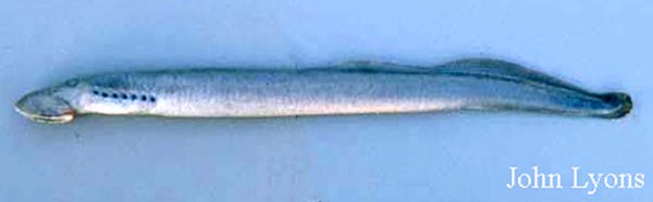 银色鱼吸鳗(Ichthyomyzon unicuspis)