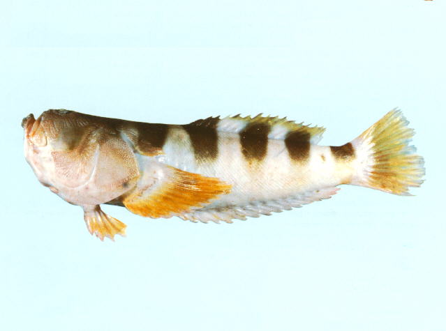 横带披肩鰧(Ichthyscopus fasciatus)