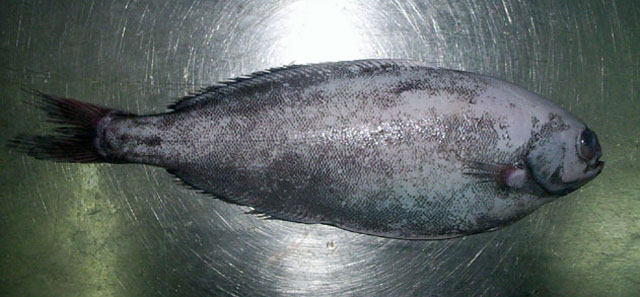 澳洲鱼鲳(Icichthys australis)