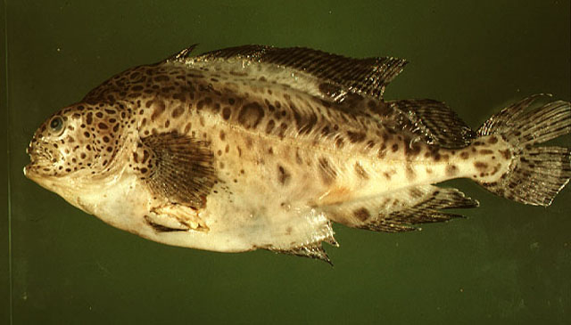 阿拉斯加褴鱼(Icosteus aenigmaticus)