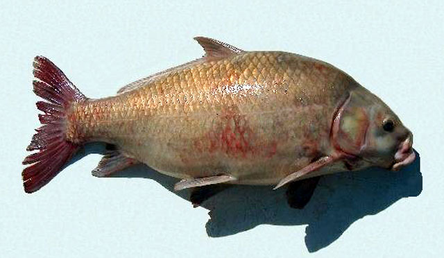 南方牛胭脂鱼(Ictiobus meridionalis)