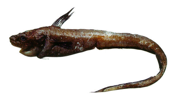 摩洛哥大辫鱼(Ijimaia loppei)
