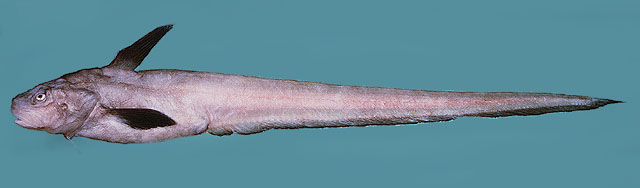褶大辫鱼(Ijimaia plicatellus)