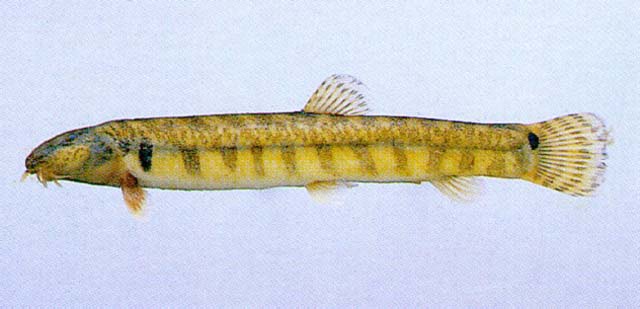 长身益秀朝鲜鳅(Iksookimia longicorpa)