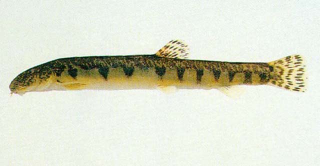 盈德益秀朝鲜鳅(Iksookimia yongdokensis)