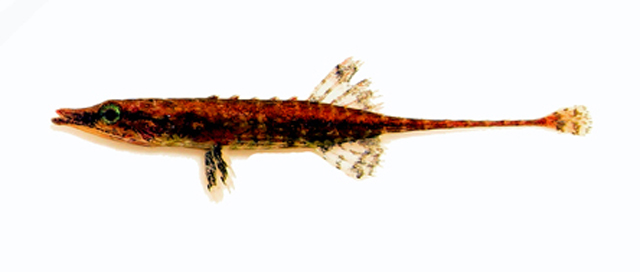大棘甲刺鱼(Indostomus spinosus)