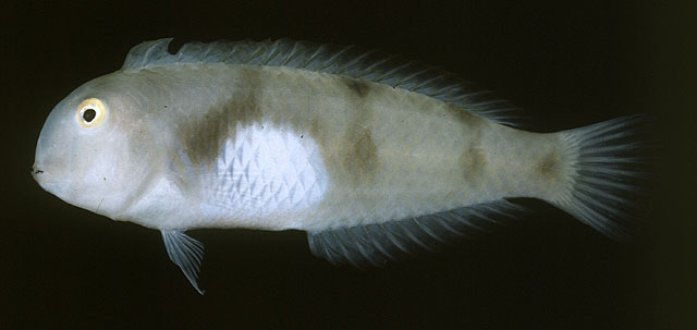 短项鳍鱼(Iniistius aneitensis)