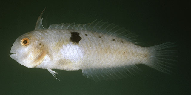鲍氏项鳍鱼(Iniistius baldwini)