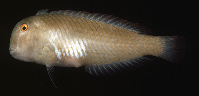 双斑项鳍鱼(Iniistius bimaculatus)