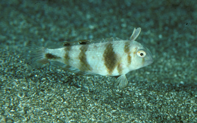 西里伯斯项鳍鱼(Iniistius celebicus)