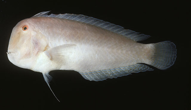 青色项鳍鱼(Iniistius cyanifrons)