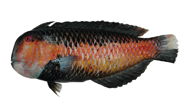 黑背项鳍鱼(Iniistius geisha)